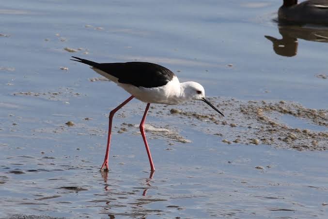 Black-winged Stilt - ML616978676