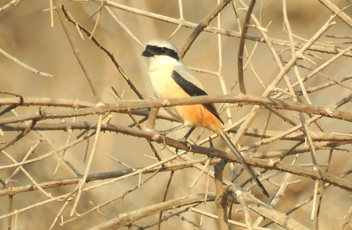 Long-tailed Shrike - Damini Gupta