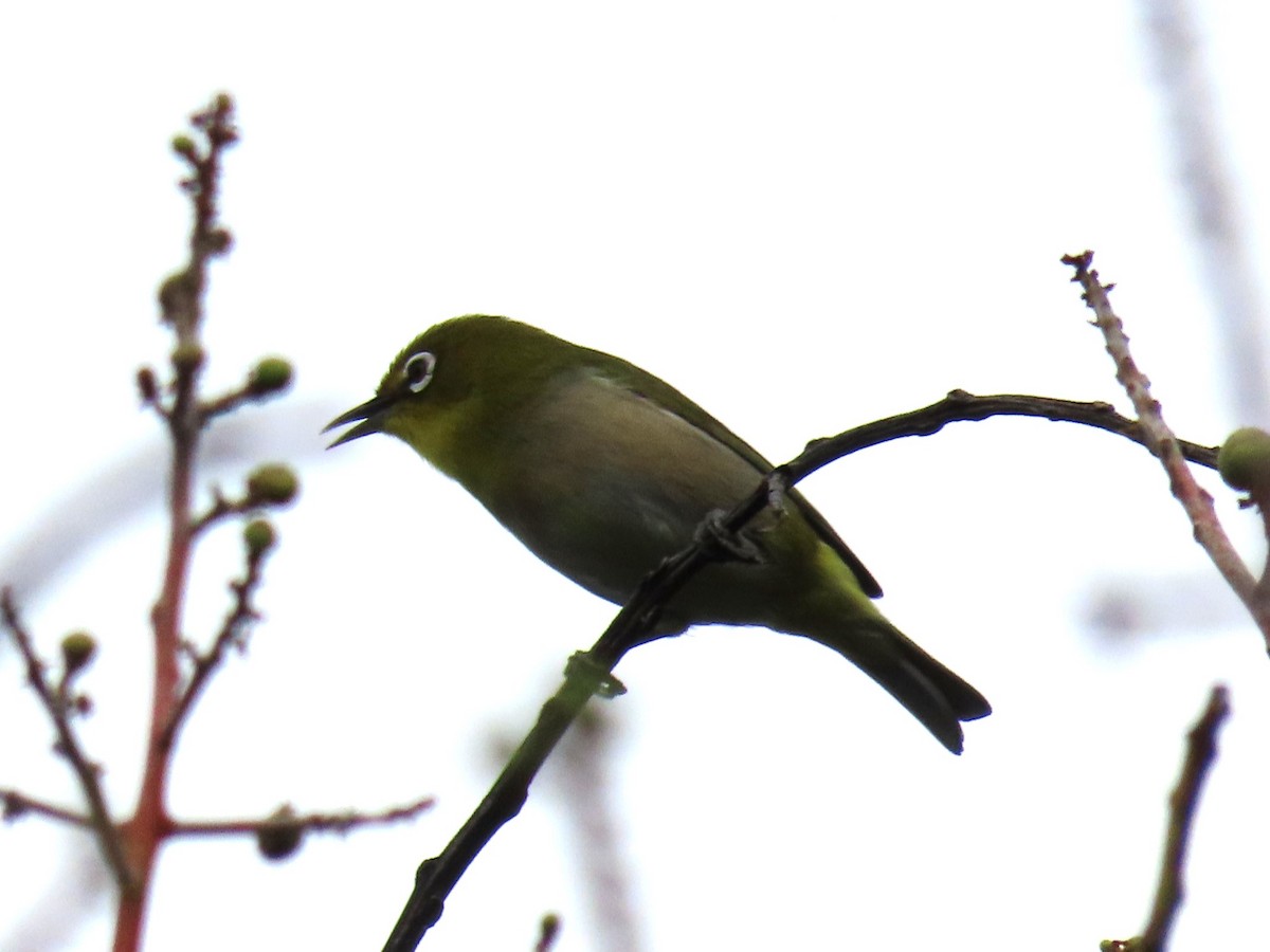 Warbling White-eye - ML616978797