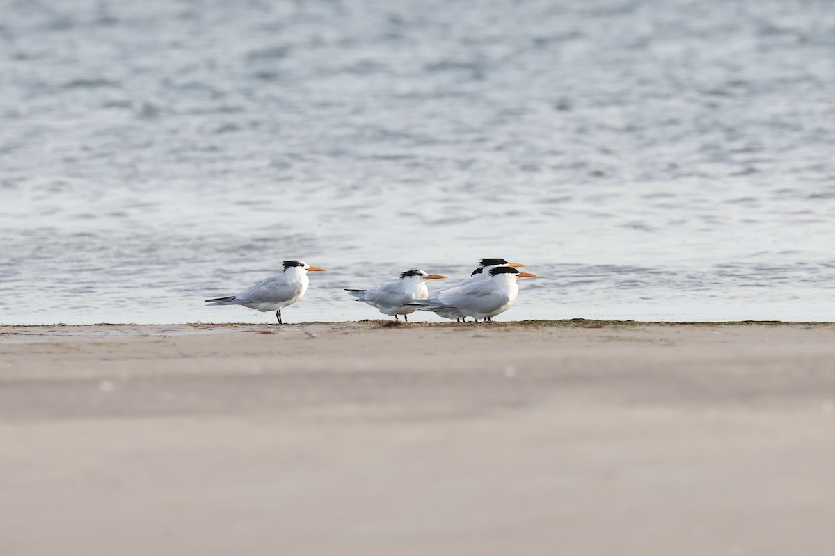 West African Crested Tern - Hubert Stelmach