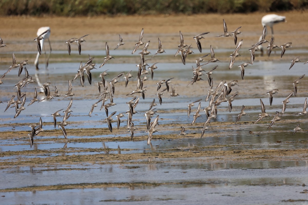 Dunlin - Christophe PASQUIER