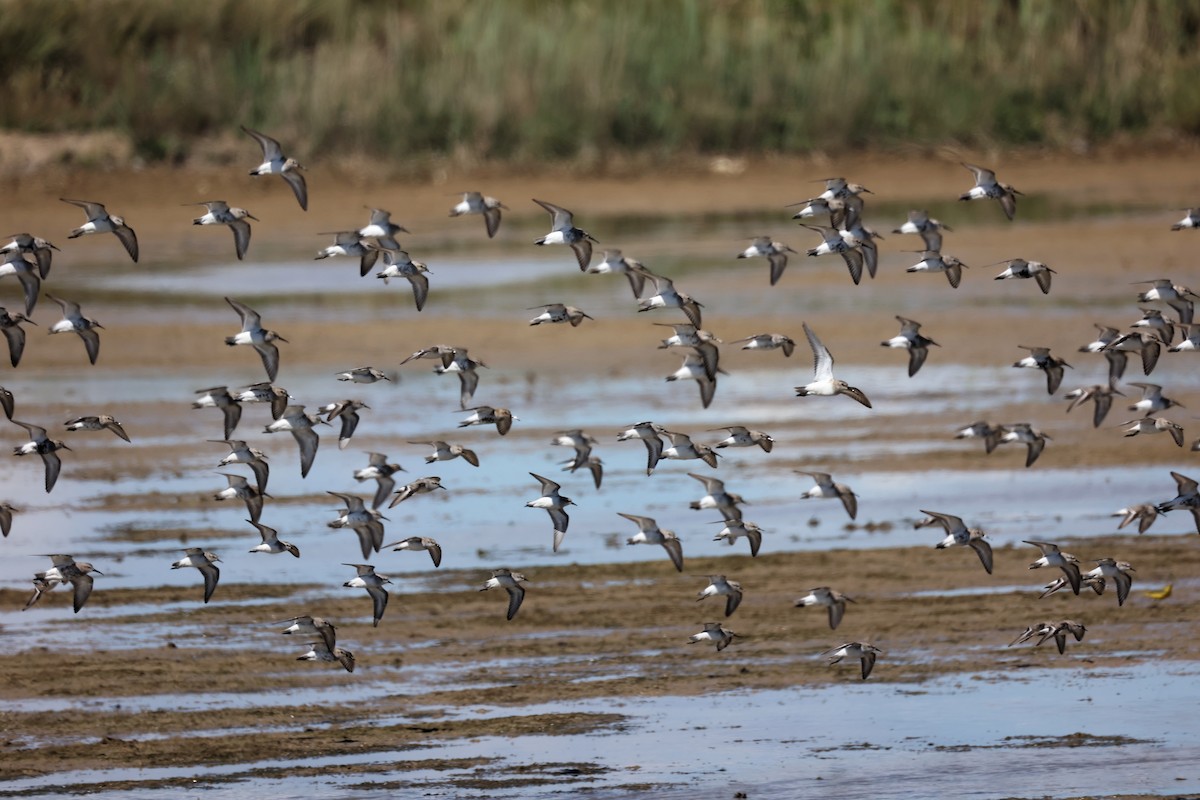 Dunlin - Christophe PASQUIER