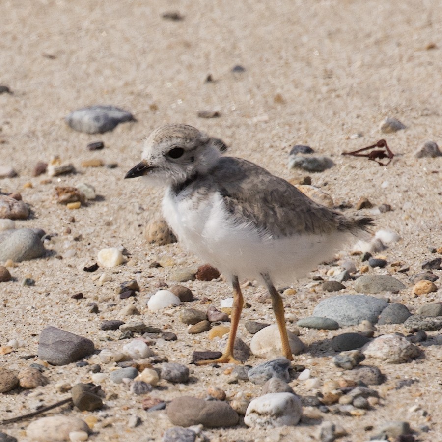 Piping Plover - ML616978918