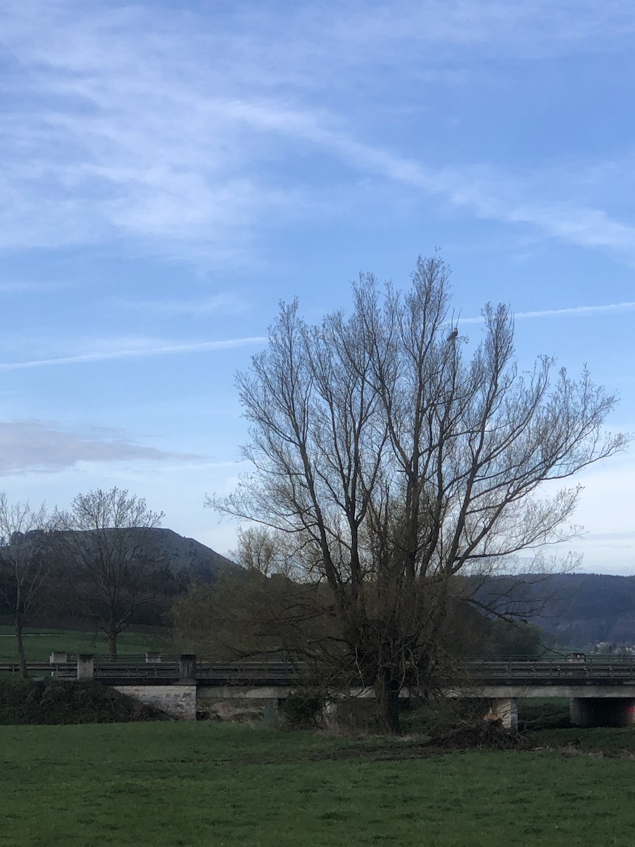 Osprey - ML616978925