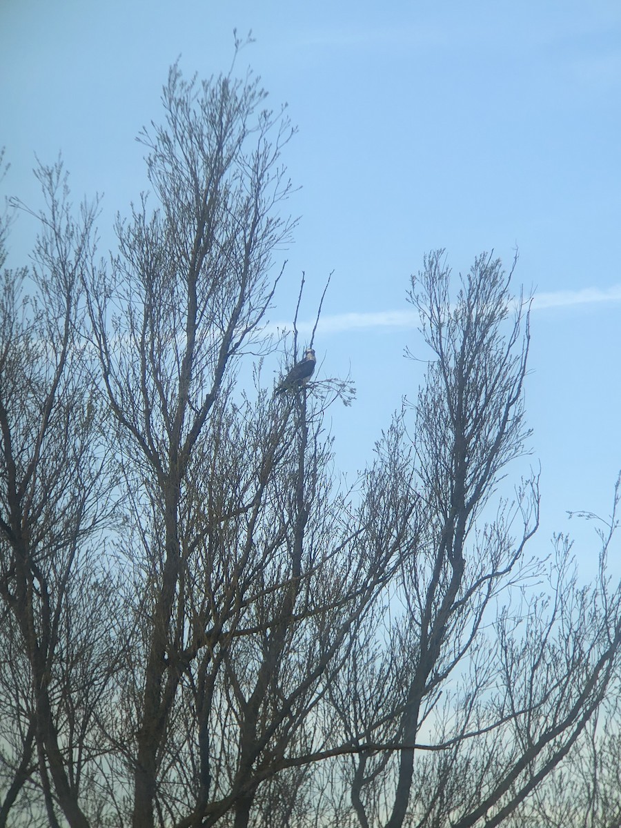 Osprey - ML616978926