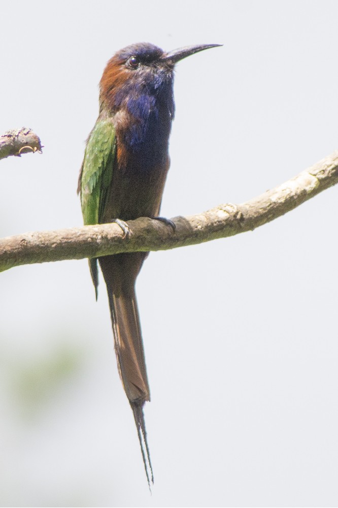 Purple-bearded Bee-eater - ML616978929