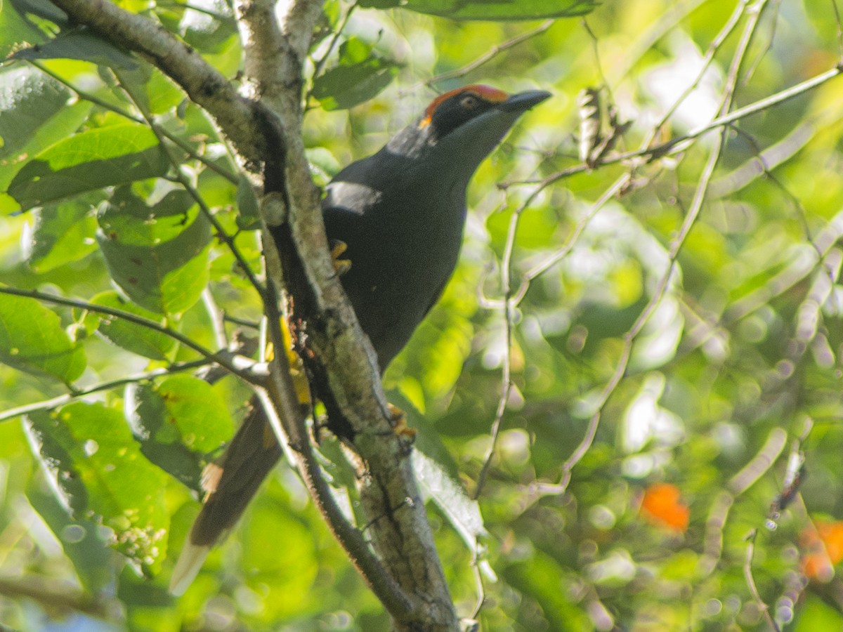 Fiery-browed Myna - ML616978938