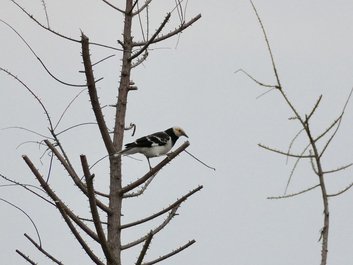 Black-collared Starling - ML616978944