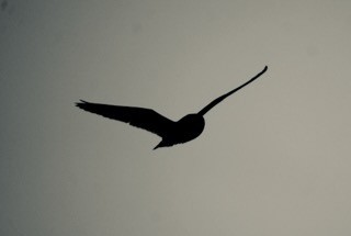 Short-eared Owl - ML616978964