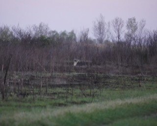 Short-eared Owl - ML616978965