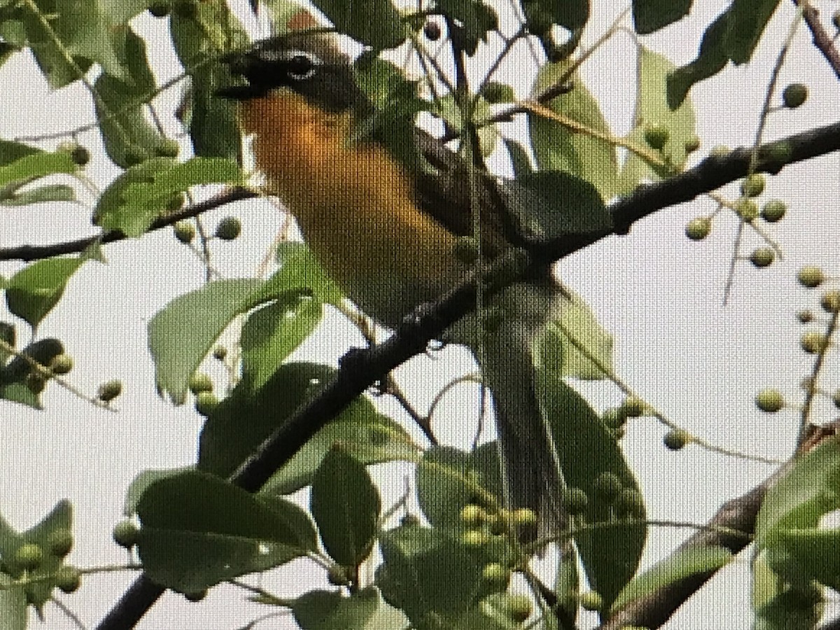 Yellow-breasted Chat - Jason Horn