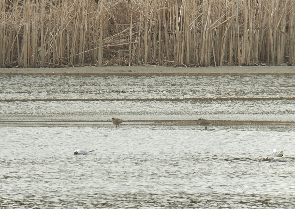 Eurasian Whimbrel - ML616978995