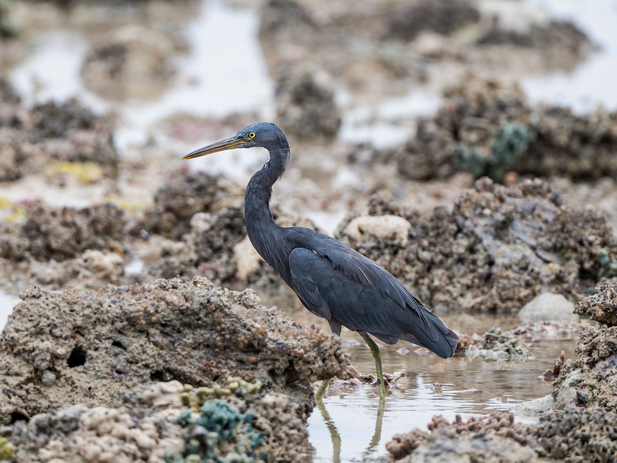 Pacific Reef-Heron - ML616979001