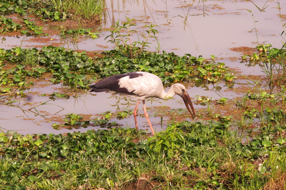 Asian Openbill - ML616979042