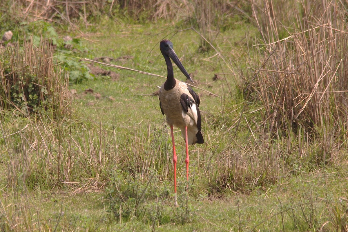 Black-necked Stork - ML616979046