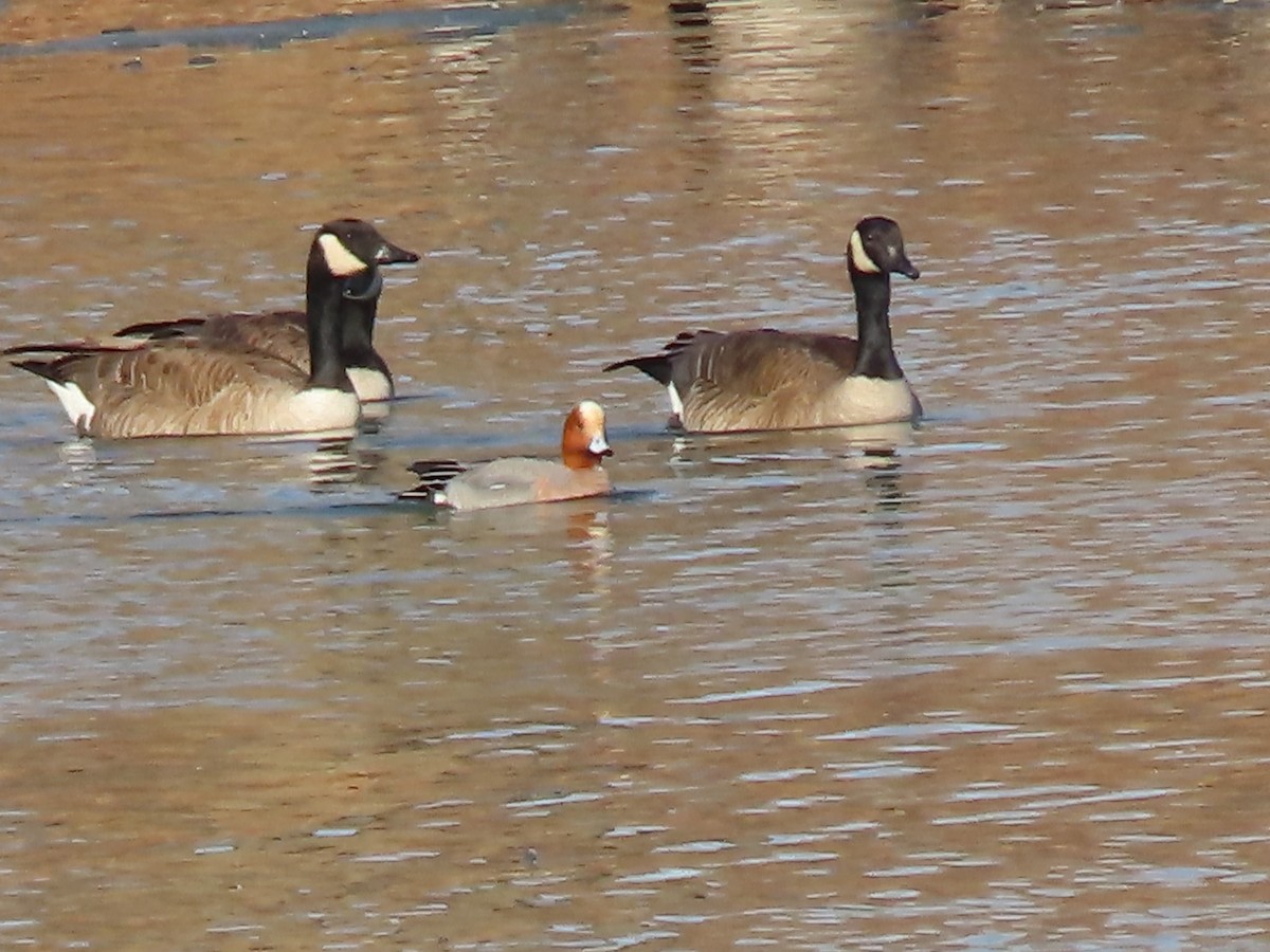 Eurasian Wigeon - Sylvie Huet