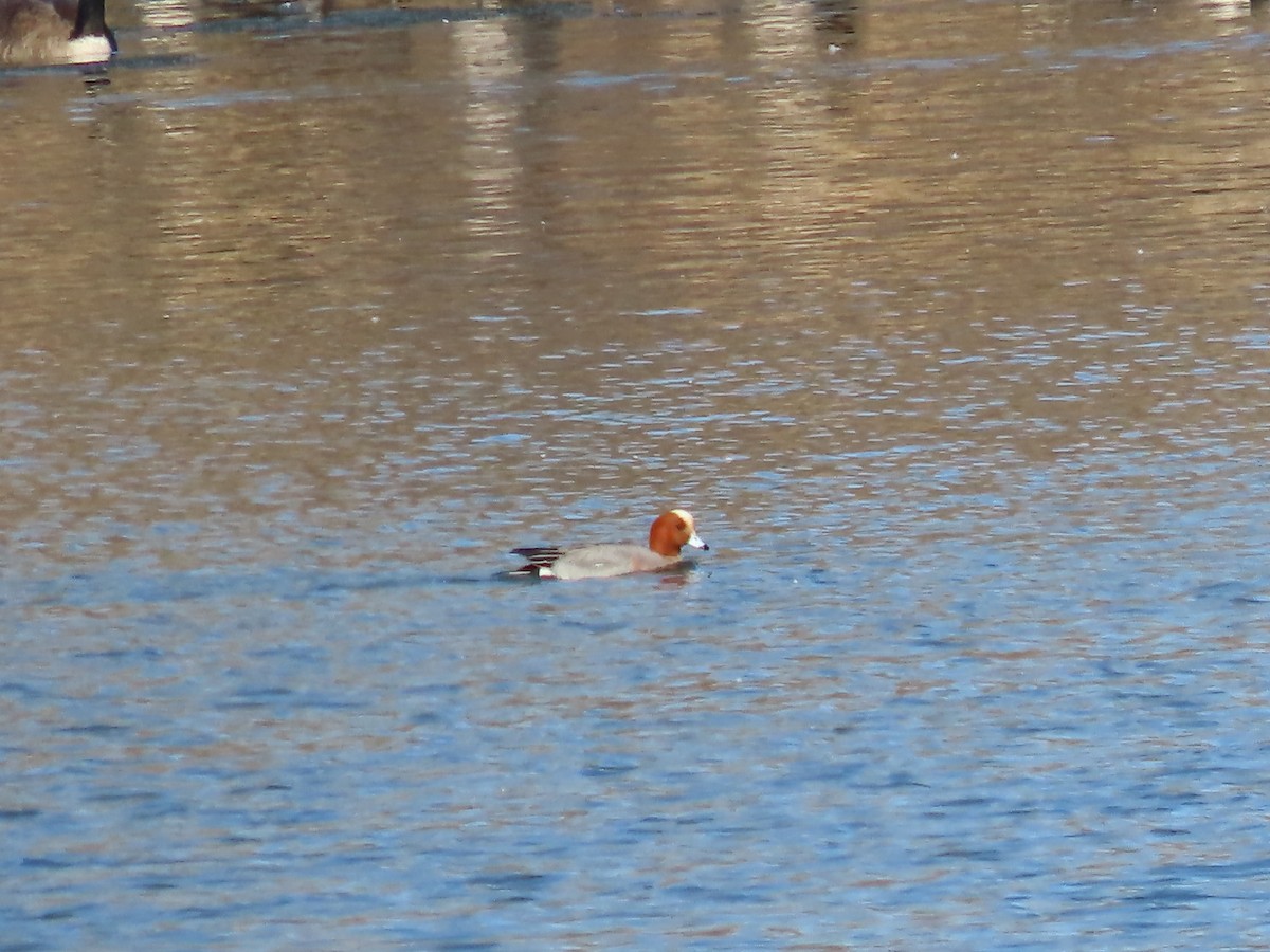 Eurasian Wigeon - Sylvie Huet