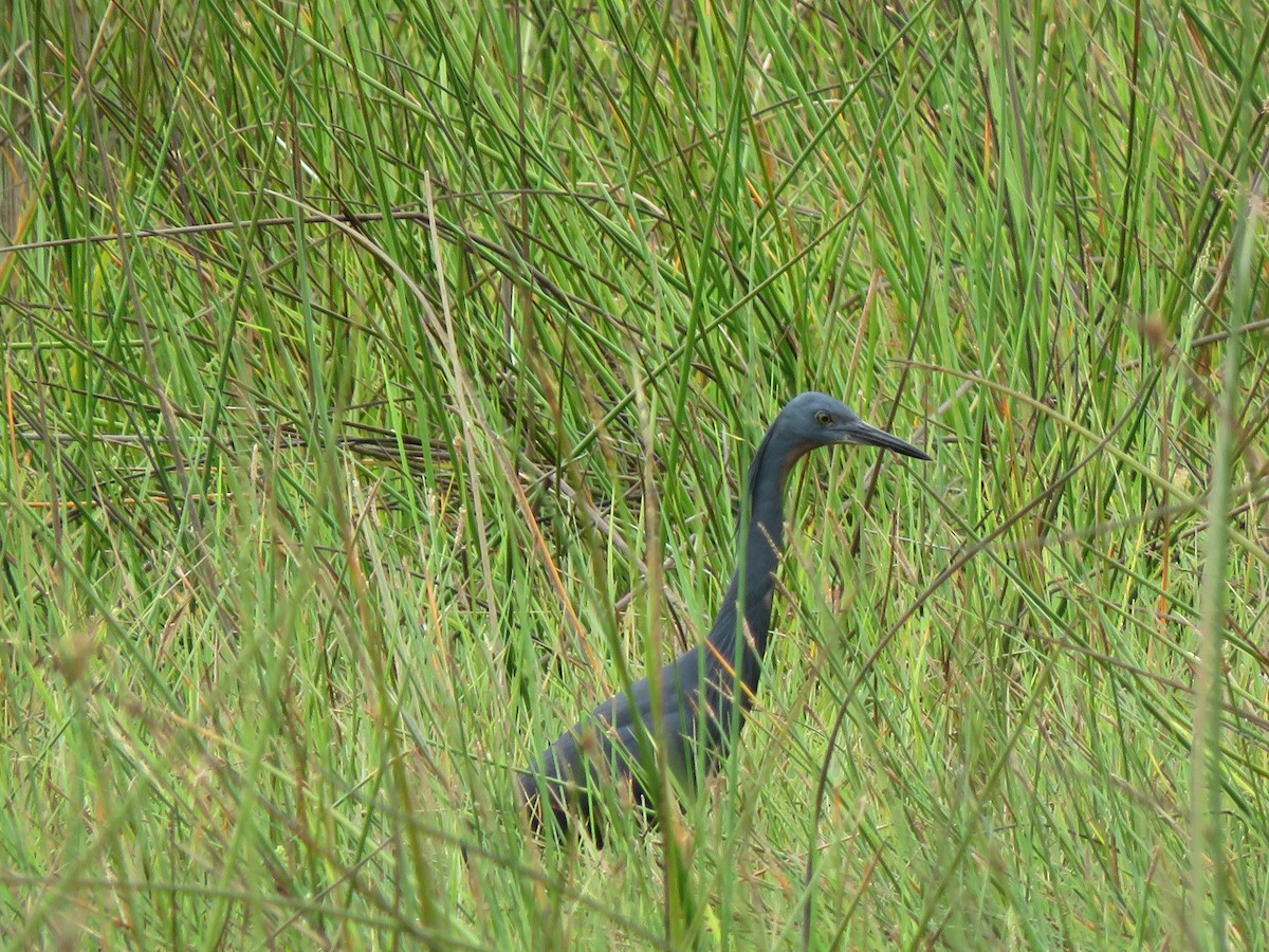 Slaty Egret - ML616979080