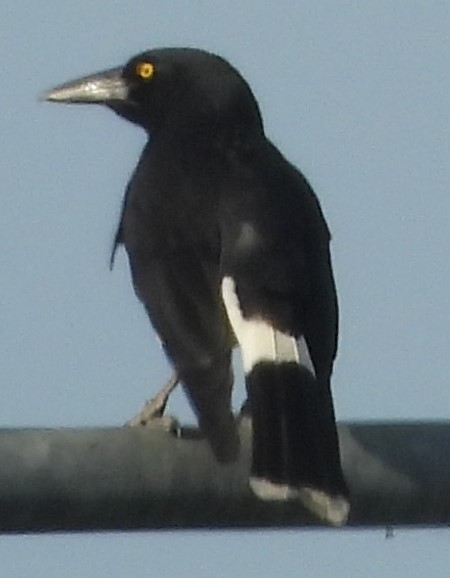 Pied Currawong - ML616979089