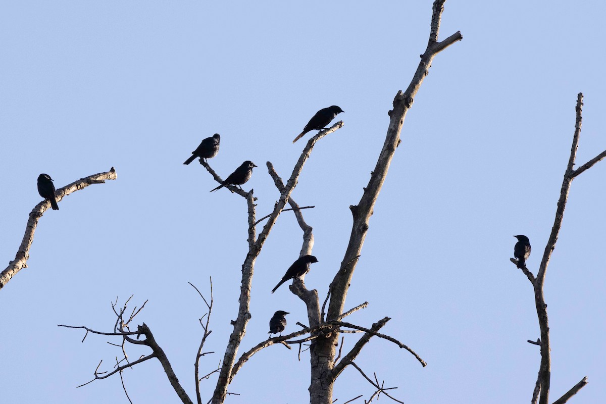 Stuhlmann's Starling - ML616979091