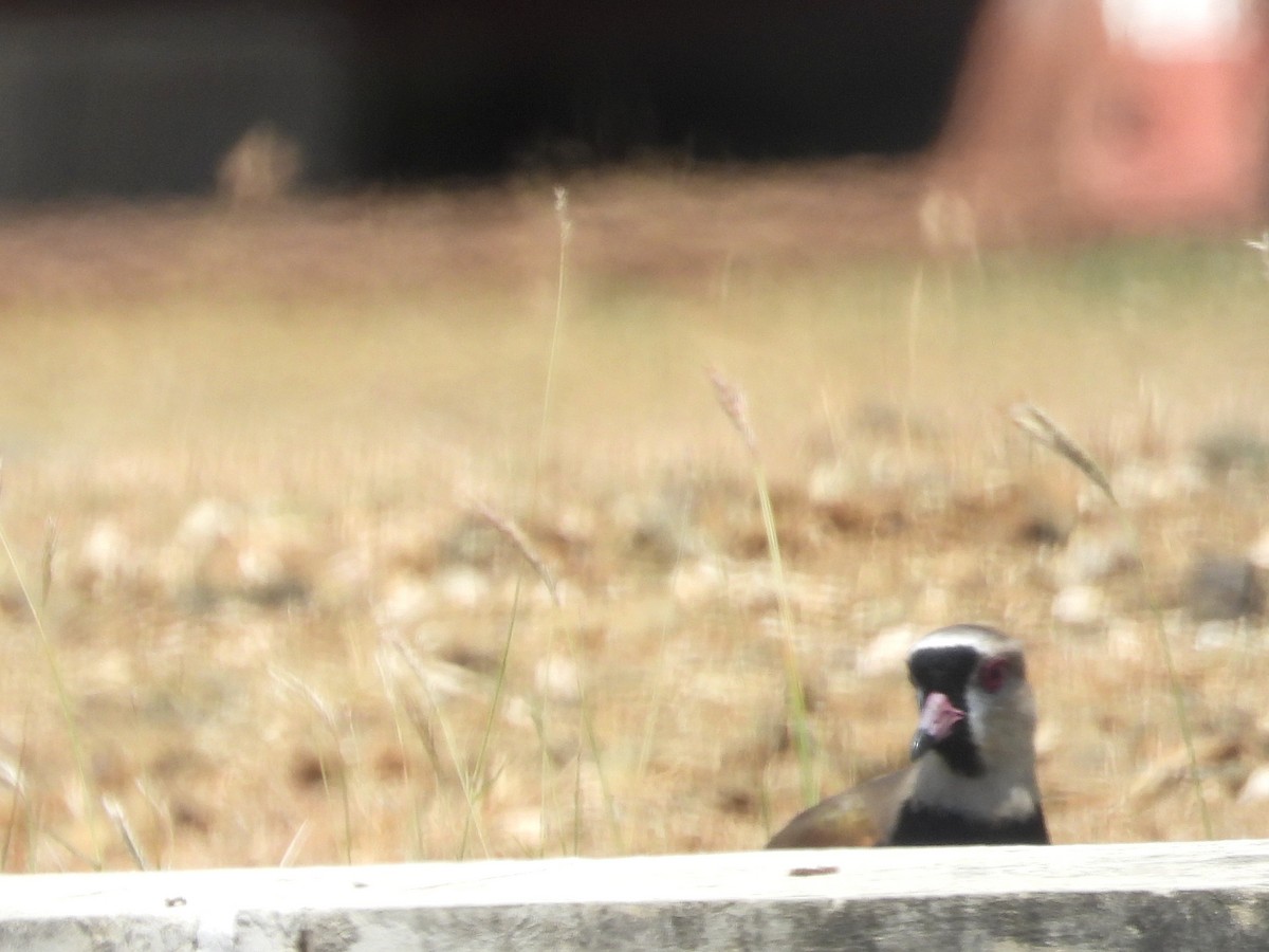 Southern Lapwing - ML616979100