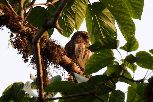 Collared Owlet - ML616979138