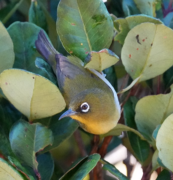 Sri Lanka White-eye - ML616979153