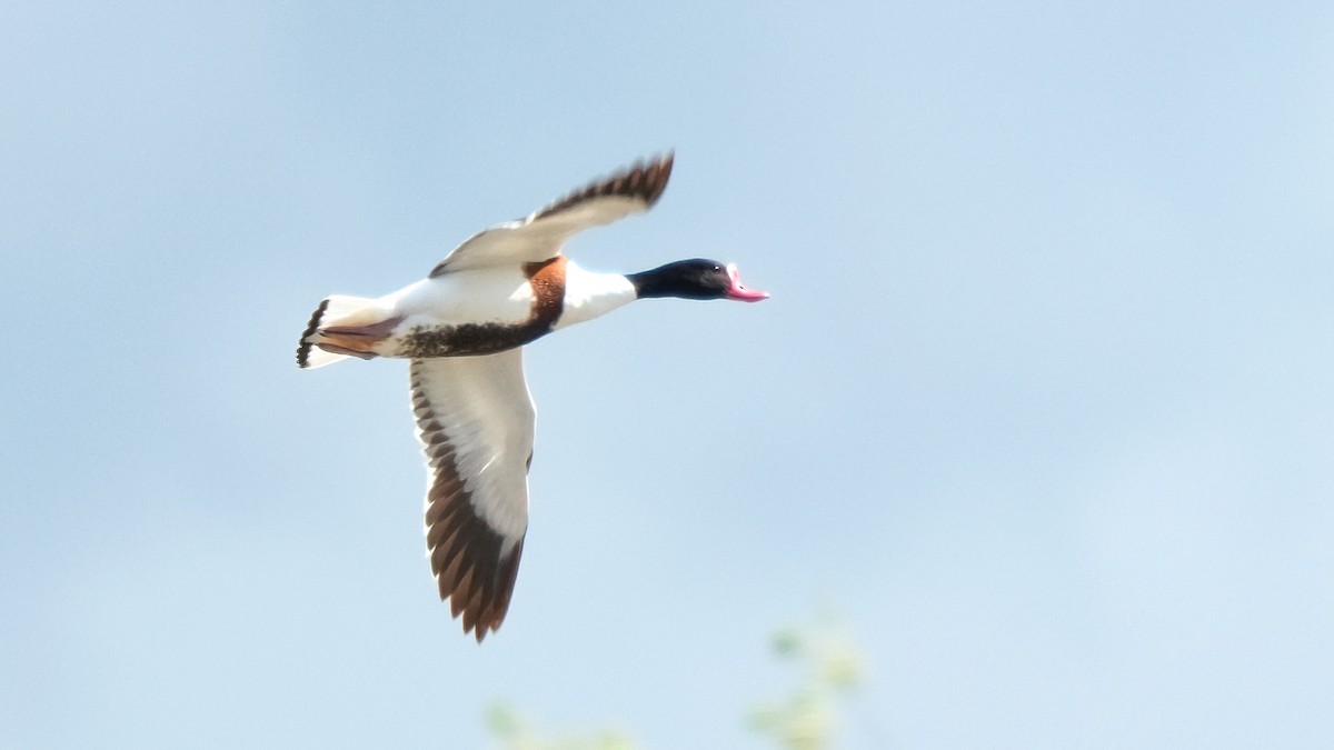 Common Shelduck - Pavel Kunetek