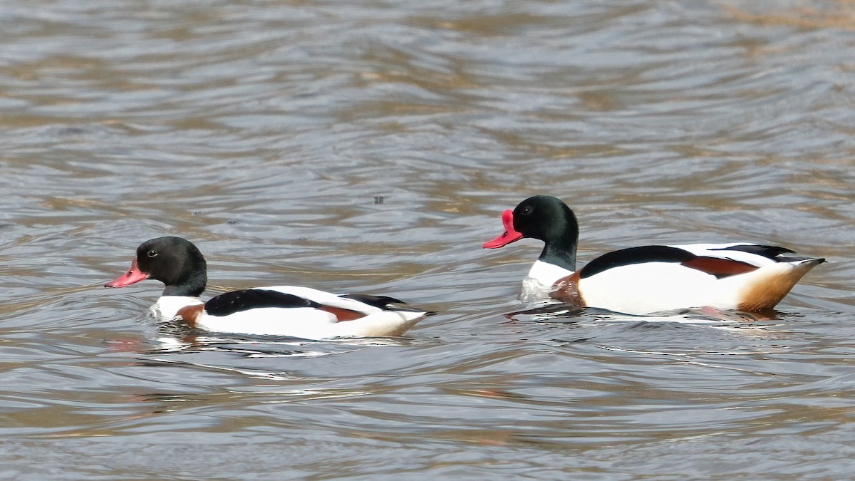 Common Shelduck - Pavel Kunetek