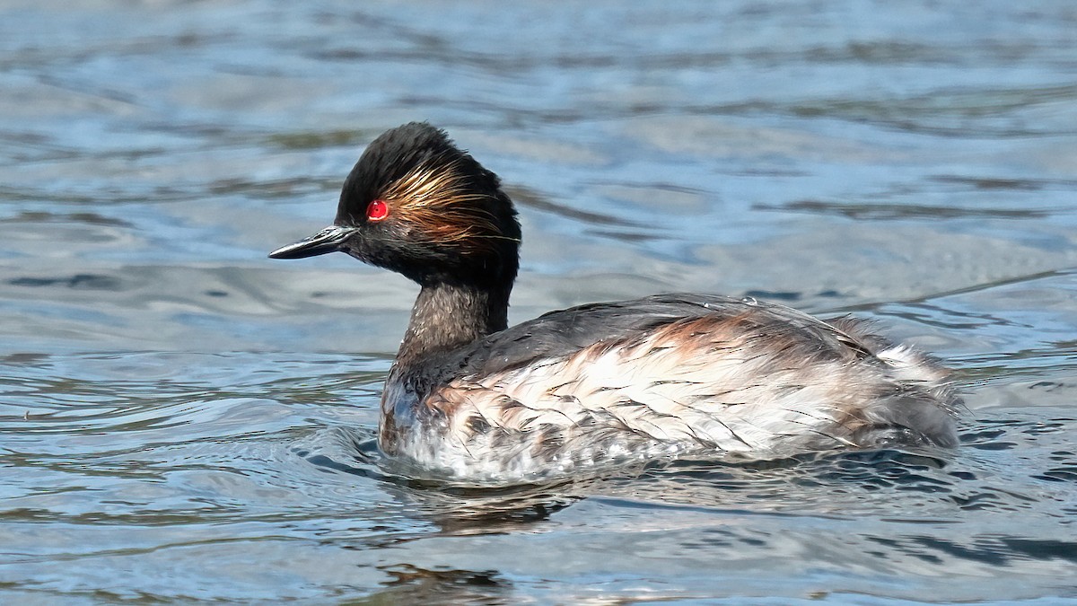 Eared Grebe - Pavel Kunetek