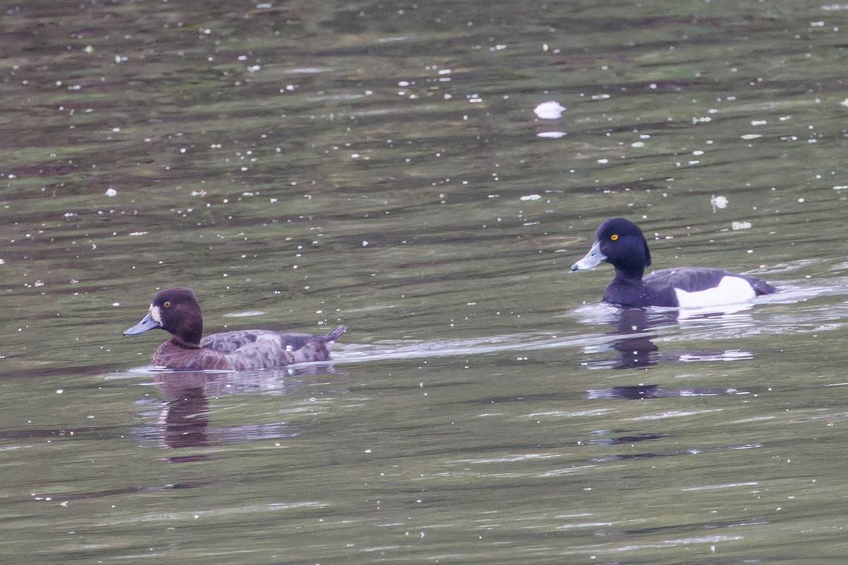 Lesser Scaup - ML616979244