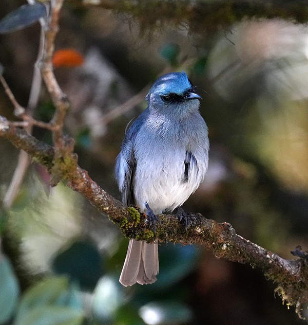 Dull-blue Flycatcher - Bushana Kalhara