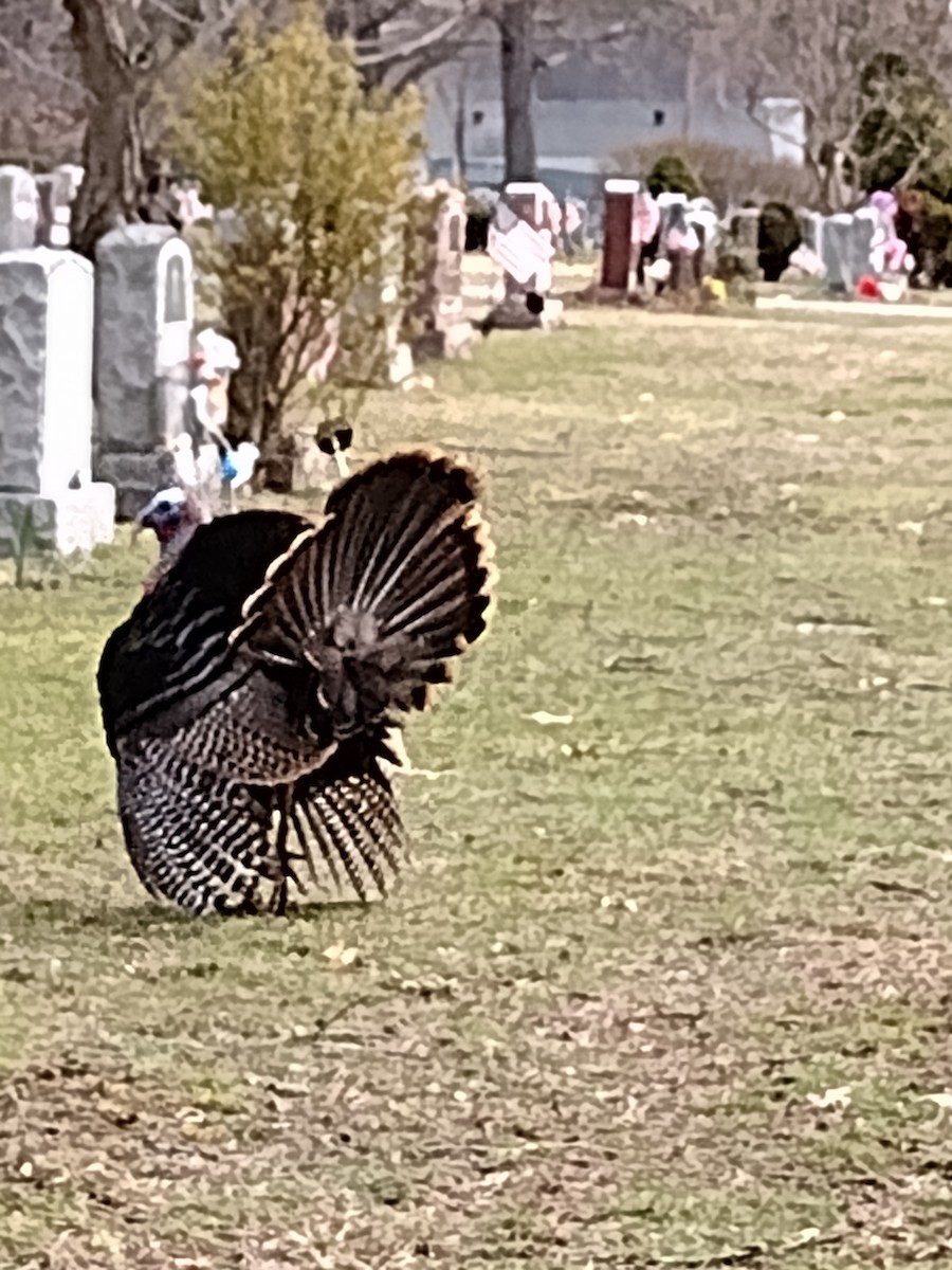 Wild Turkey - Joseph MacConnell