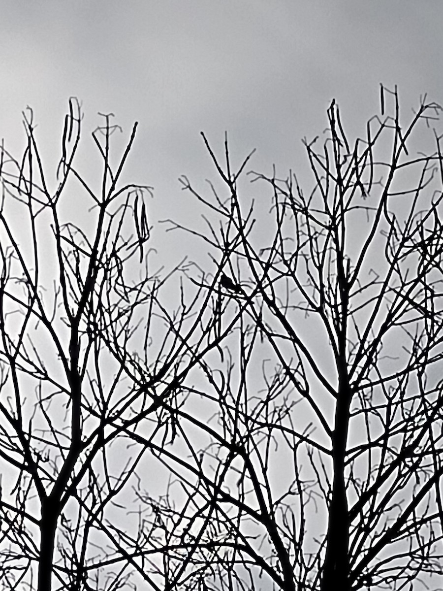 Eastern Phoebe - ML616979375