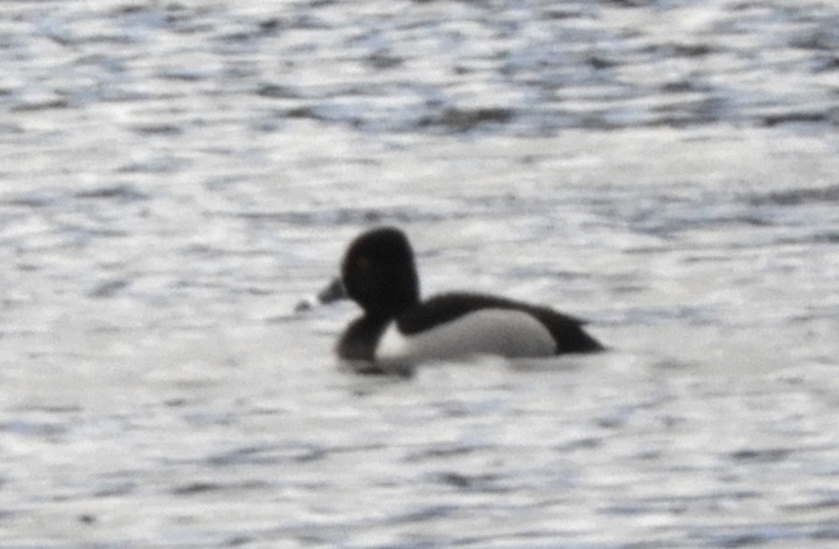 Ring-necked Duck - ML616979389