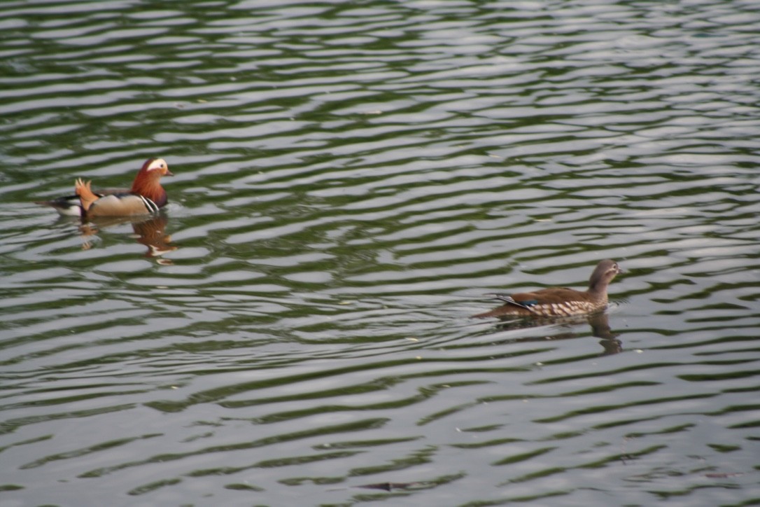 Mandarin Duck - ML616979428