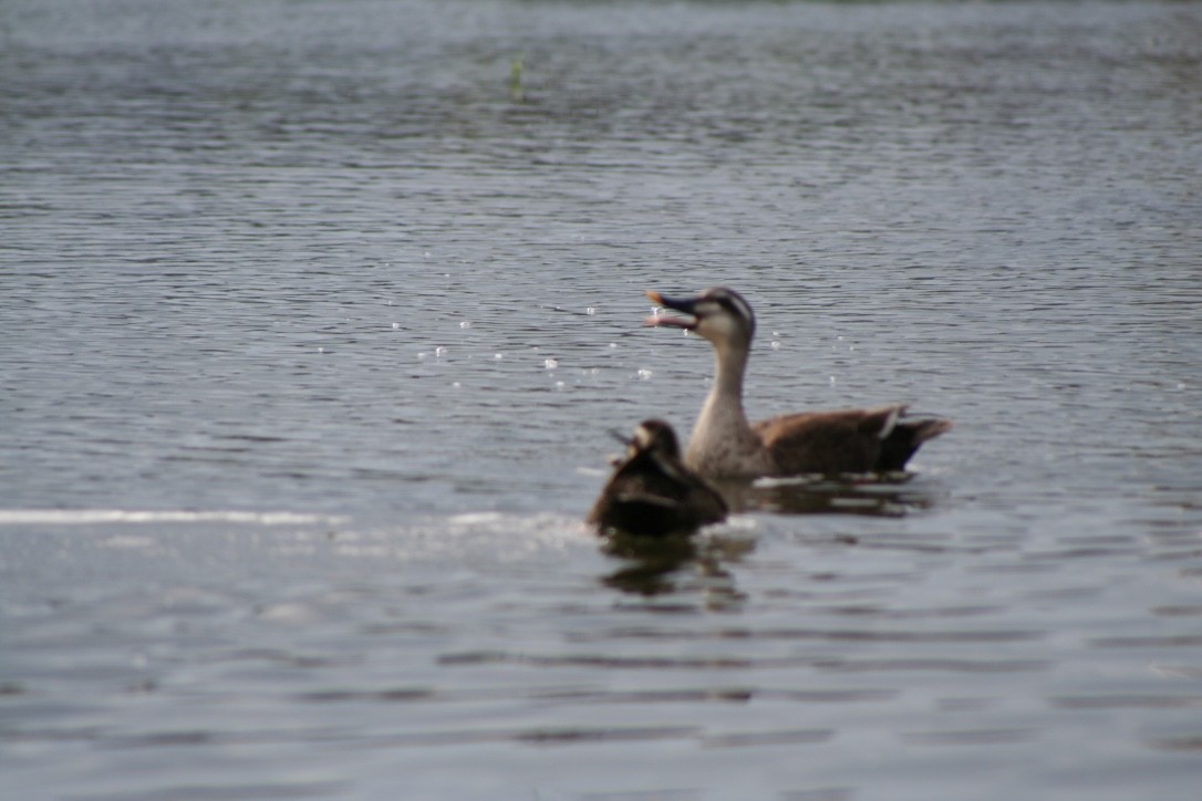 Eastern Spot-billed Duck - ML616979431