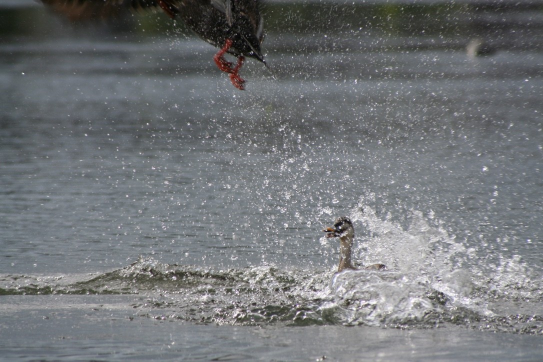 Eastern Spot-billed Duck - ML616979434
