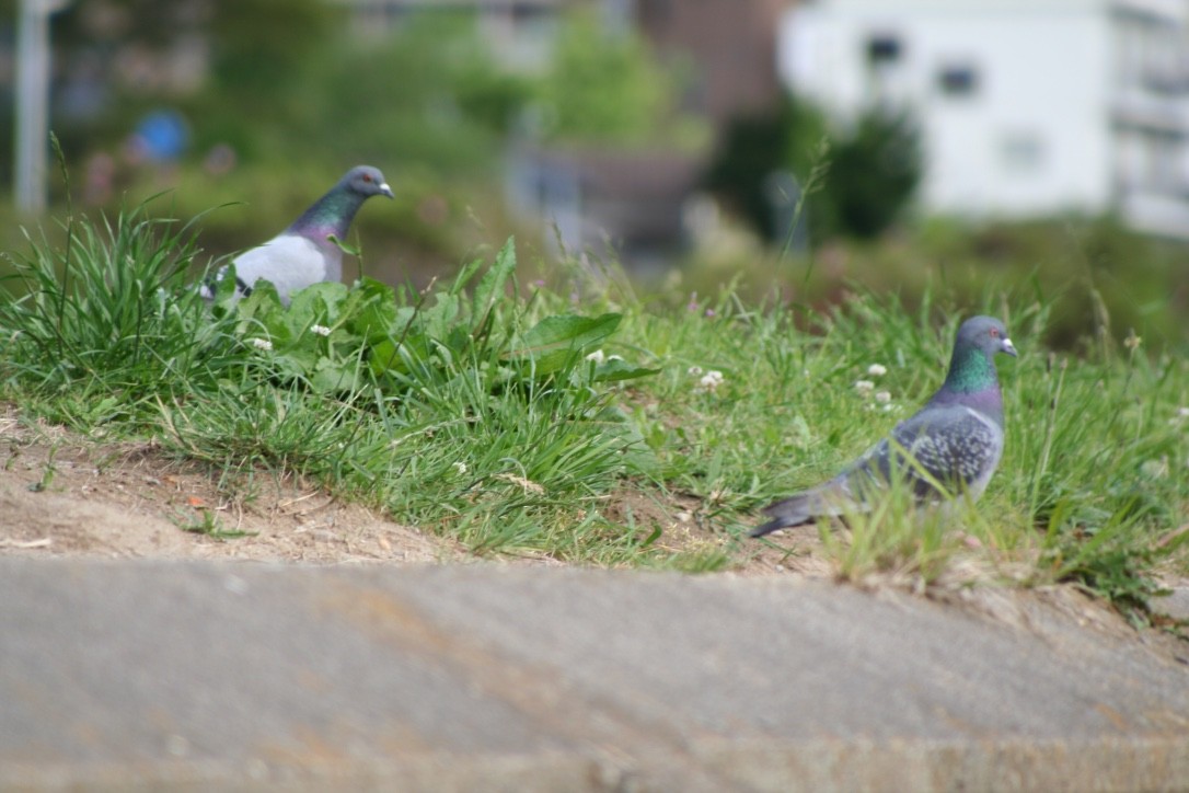 Rock Pigeon (Feral Pigeon) - ML616979437