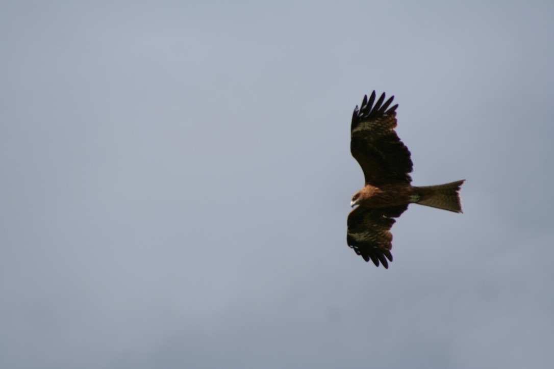 Black Kite - ML616979440
