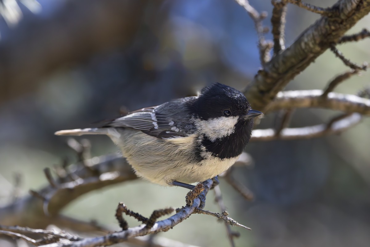 Coal Tit - ML616979455