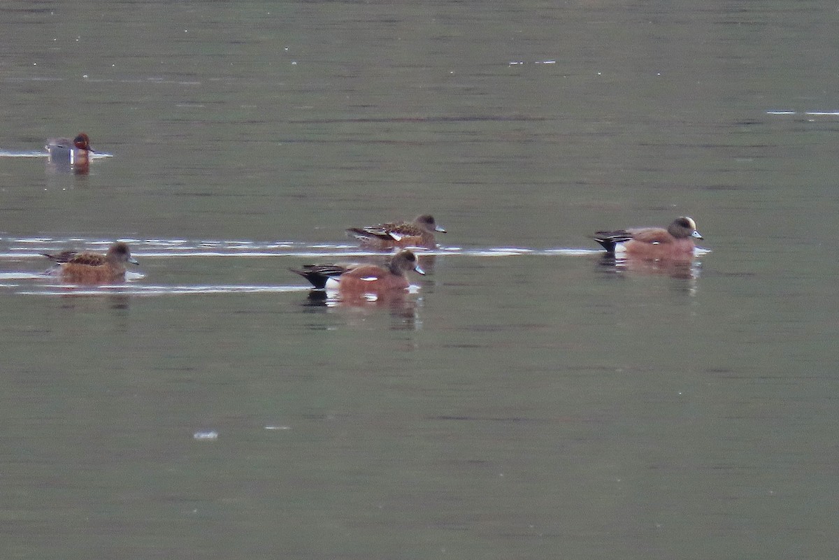 American Wigeon - ML616979464