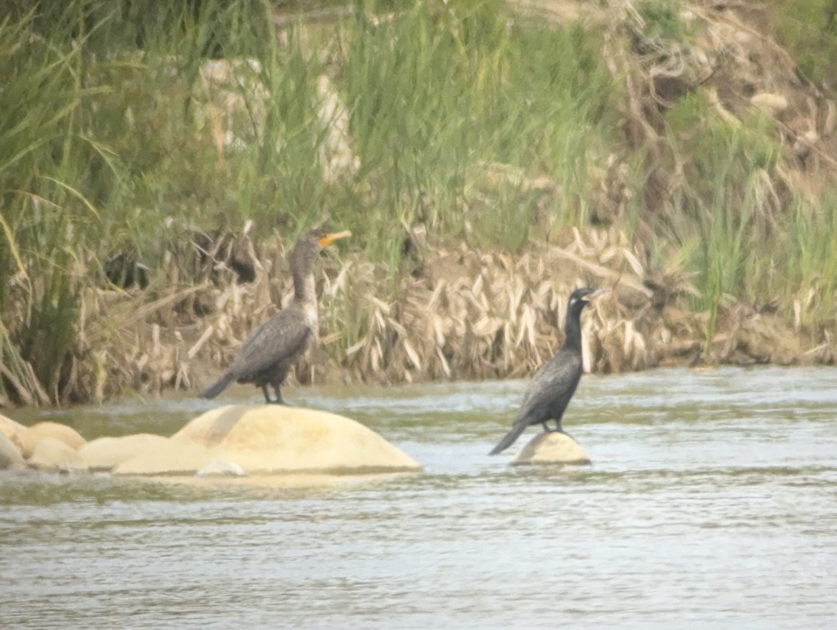 Neotropic Cormorant - ML616979499