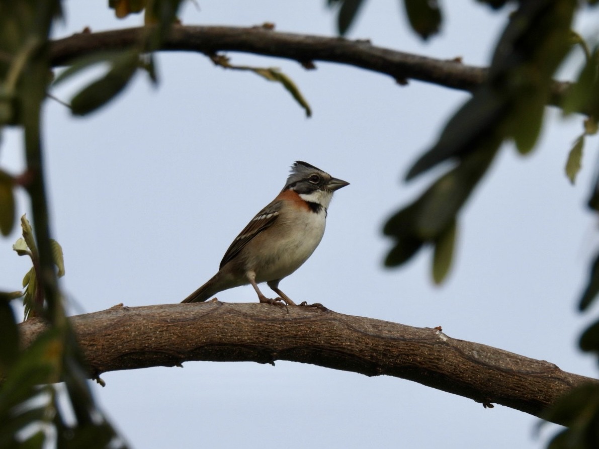 Rufous-collared Sparrow - Vikki Jones
