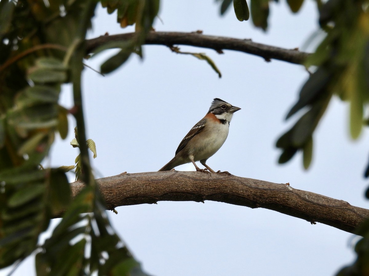 Rufous-collared Sparrow - Vikki Jones