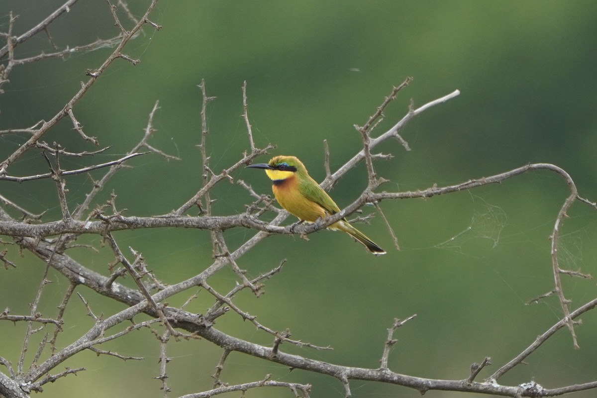 Little Bee-eater - ML616979615