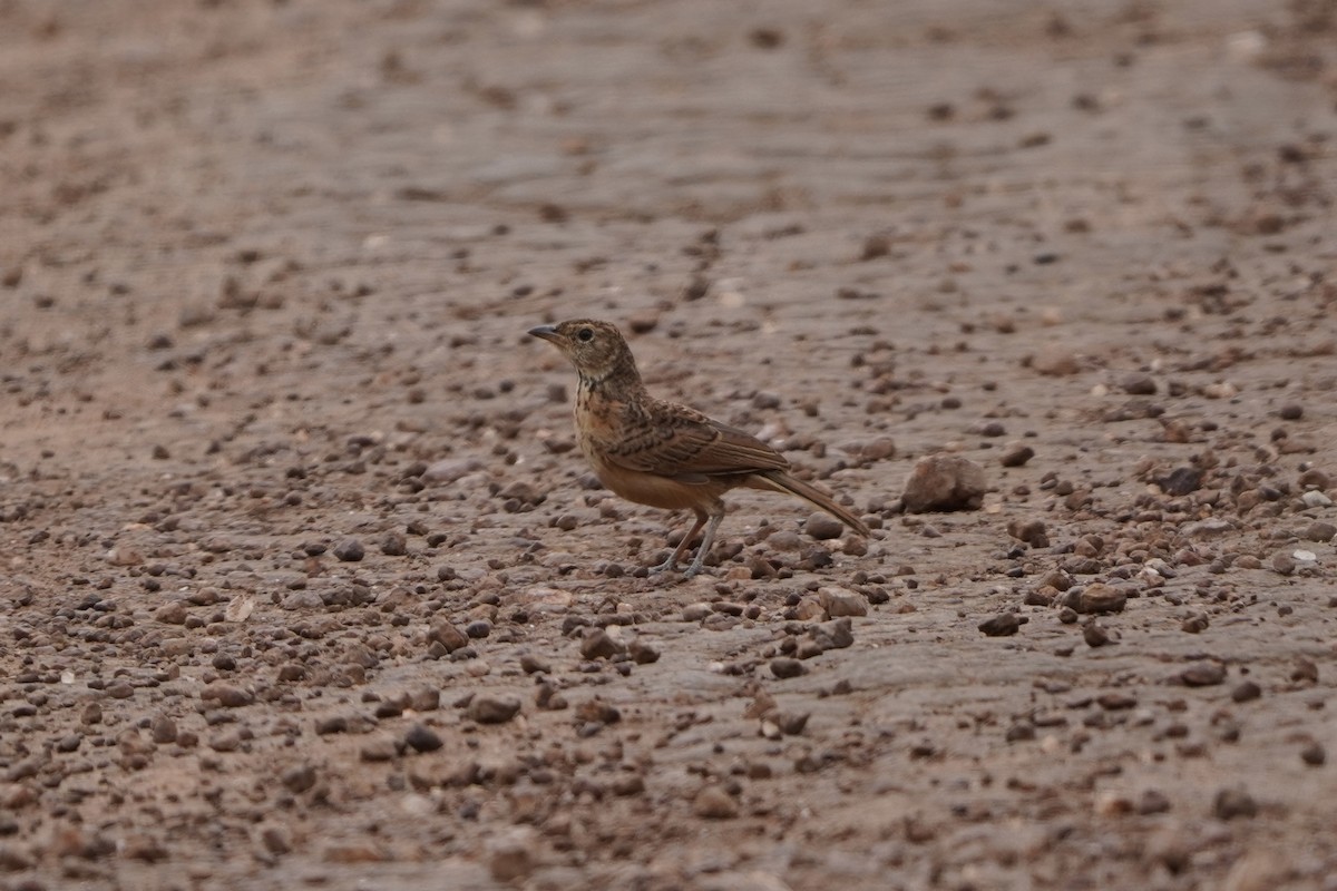 Flappet Lark - Greg Hertler