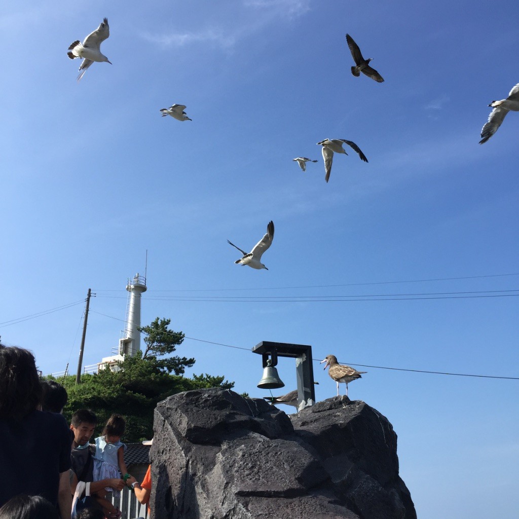 Black-tailed Gull - ML616979625