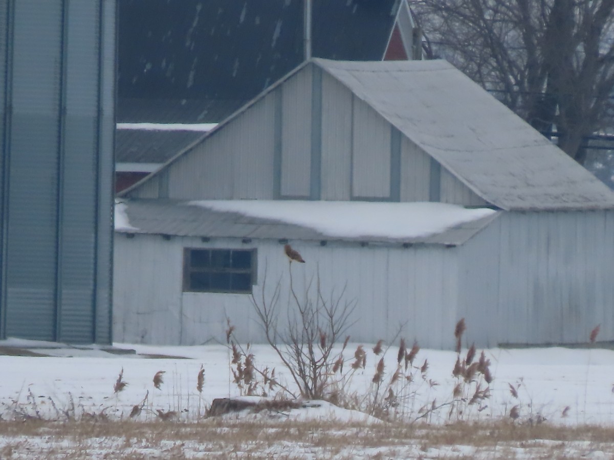 Short-eared Owl - ML616979640