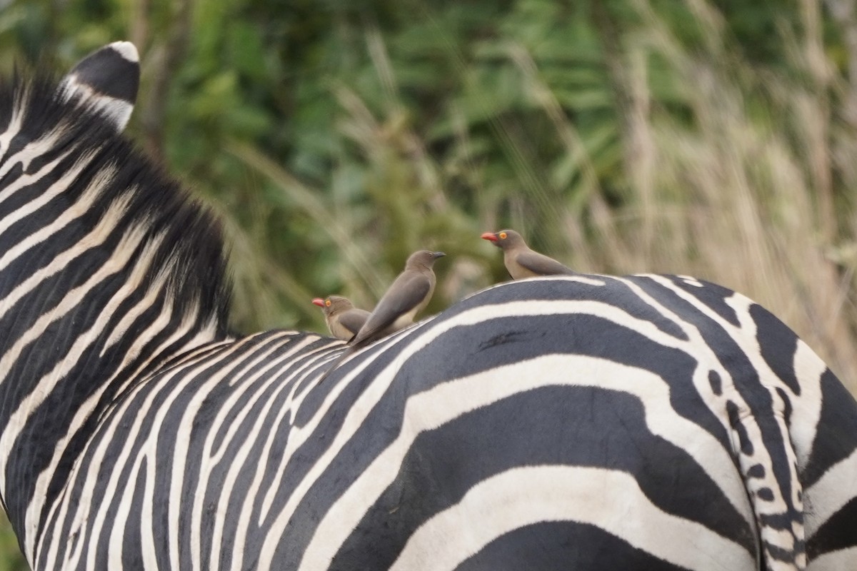 Red-billed Oxpecker - ML616979680